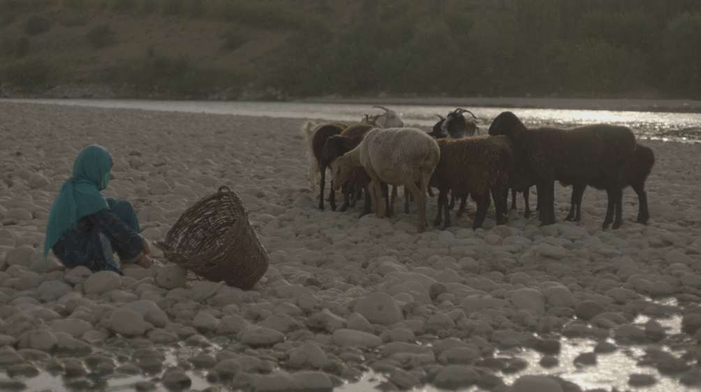 riversidesheep