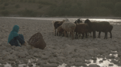 riversidesheep
