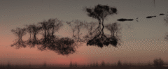 identifyingfeatures_11